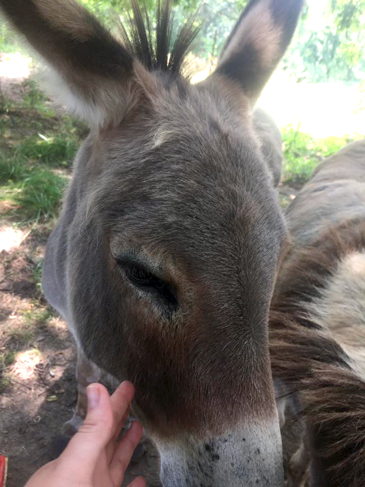 donkeys4